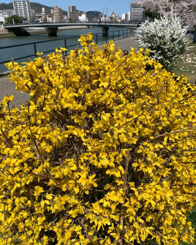 .  川土手に「連翹」（レンギョウ）の花が咲いてました。  鼻や目の炎症を鎮める生薬でもある連翹は、繁殖力
が旺盛で病害虫に強いため、庭木や垣根などに幅広
く用いられてきました🌼  花が終わると黄緑色の葉が芽吹き、秋に果実をつけ
ます。果実を茶褐色になるまで天日干ししたものが
生薬の「連翹」は消炎効果があり、殺菌作用にも優れ
ています。  「荊芥連翹湯」という漢方薬は花粉症の鼻詰まりや
副鼻腔炎、目の充血、にきびなど、皮膚の炎症の
改善を助けるそうです✏️  また、喉の炎症や化膿を抑える働きもあり、喉の
イガイガや声のかすれといった症状に使われる
「響声破笛丸」の構成薬にもなっています🗣️  #女性鍼灸師
#広島鍼灸
#女性専用鍼灸院
#鍼灸院 花鳥風月
#心身一如
#自律神経鍼灸
#整体鍼灸
#不調に気づく
#全身丸ごとメンテナンス
#春の養生法
#春と肝
#メンタル鍼灸
#睡眠鍼灸
#身体と心はつながっている
#巡る身体づくり
#更年期症状
#女性のための鍼灸
#美容鍼
#広島美容鍼
#薬膳アドバイザー
#薬膳インストラクター
#腸もみマッサージ
#ヘッドマッサージ
#連翹
#生薬の話
#巡りの良い身体へ
#広島ヨガインストラクター