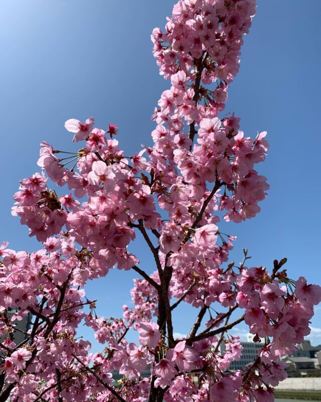 .  二十四節気では4月4日から【清明】です🍀  入学式、入社式など晴れやかな行事も多く緊張
からストレスで胃腸トラブルを起こしやすい
季節です🌸  また、清明後半は土用に入ることもあり、特に
胃腸の養生に気をつけたい時期です😌  腸を丈夫にするには腸内細菌も大切になって
きます🏵️  湿気の多い日本では、ヨーグルトよりも、
しょうゆや味噌、納豆、漬物などの発酵食品が
おすすめです。糠漬けもvery good🙆‍♀️  東洋医学では脾（胃腸）が生命の源ともいえる
気血を生み出す場所と考えられていますので、
やはり胃腸を整えておくことは大切なんですね🤔  この時期に乱れやすい自律神経ですが、交感
神経と副交感神経の二つから成り立ち、相互に
バランスを取っています☯️  どちらも必要な神経なので、あくまでバランス
が大切なのですが、新しい環境などで緊張状態
が続くと、疲れやすい、気力がわかない、憂鬱
な気分などの症状が出てきます。  人が動いたり考えたりするためには、体を作る
材料が必要で、そのほとんどは食べ物と水で
つくられます🍱  栄養をたっぷり含んだ血液を全身の隅々まで
送ることは、自律神経の働きを正常にするため
にも非常に有効なのです🩸  体にあるコリは、そんな大切な血液を全身の
隅々まで送る邪魔をしている原因の一つでも
あるので、ゆっくりお風呂に浸かる、軽い運動
をする、ストレッチなどでコリをほぐしてやる
のもおすすめですよ♪  ただ慢性化してくると、このコリが分からなく
なっておられる方も多い印象です😵  もし、不調の原因が特に思い当たらないなぁと
思われる方は体のどこかに強いコリはないか
探ってみられるのも良いかもしれません✨  身体は繋がっていますので、部分的な施術だけ
では不調は改善できないと考えております。
その場しのぎの改善ではなく、不調の原因を突き
止めその方が本来持つ自然な身体の状態を取り
戻すお手伝いをさせていただきます😊  気になる症状がおありの方、まずはお気軽に
ご相談くださいませ🤲  【場所】　　　広島市中区西川口町3-12-2
【営業日時】　月水木金　10〜16時
【駐車場】　　１台あり🚗（無料）  #女性鍼灸師
#鍼灸院 花鳥風月
#経絡マッサージ
#女性専用鍼灸院
#隠れ家一軒家サロン
#駐車場あり
#広島鍼灸
#自律神経鍼灸
#整体鍼灸
#不調に気づく
#瘀血対策
#身体と心はつながっている
#心身一如
#巡る身体づくり
#更年期症状
#月経前症候群
#PMS
#うつ
#広島更年期鍼灸
#冷え対策
#不眠鍼灸
#坐骨神経痛
#肩こり鍼灸
#腰痛鍼灸
#PayPayお使いいただけます