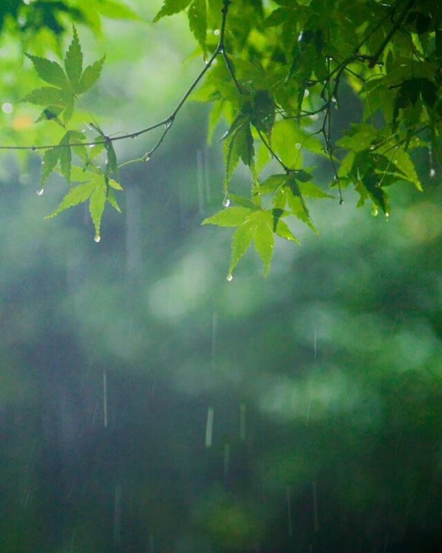 .  二十四節気では4月19日から【穀雨】です。
穀物を潤し育てる春雨の降る頃で、天気予報
を見ても雨マークが多いですね🥺  何かと思い悩むことが多い時期とされます😮‍💨
湿気が多いとさらに気分が湿ってくるので、
潤性の食べ物はなるべく避けます。乳製品は
この時期、避けた方が良いかも🍦  肉と魚なら魚の方がおすすめです🐟
りんごとみかんなら、みかんの方が燥性🍊
パイナップルは燥性と瀉性を持ち、酵素と食物
繊維から便通もよくなり、精神的にも解放され
ます🍍  体の中で余分な水が滞ると、水毒といってむく
んだり、だるくなったりします🥱  ご相談でも多い「めまい」の原因の一つに上半身
の水毒があります。上半身の水毒はめまいの他に
尿量の減少、ふらつき、息切れ、神経質、頭痛、
ノイローゼ、動悸などが起こるとされます✏️  代謝が下がってくると排出力が弱り、余分な水が
滞りやすくなりがちです。鍼灸で排出力を高める
お手伝いができるかもしれません✨✨  鍼灸院 花鳥風月は鍼灸のみならず運動、食事など
貴方のライフスタイルをトータルでサポートする
お手伝いをしています😌  【場所】　　　広島市中区西川口町3-12-2
【営業日時】　月水木金　10〜16時
　　　　　　土祝日　　９〜18時
【駐車場】　　1台あり🚗（無料）  #女性鍼灸師
#鍼灸院 花鳥風月
#経絡マッサージ
#女性専用鍼灸院
#隠れ家一軒家サロン
#駐車場あり
#広島鍼灸
#自律神経鍼灸
#整体鍼灸
#不調に気づく
#瘀血対策
#身体と心はつながっている
#心身一如
#全身調整
#巡る身体づくり
#更年期症状
#月経前症候群
#PMS
#うつ
#水毒
#広島更年期鍼灸
#冷え対策
#不眠鍼灸
#妊活鍼灸
#スカルプ鍼灸
#PayPayお使いいただけます