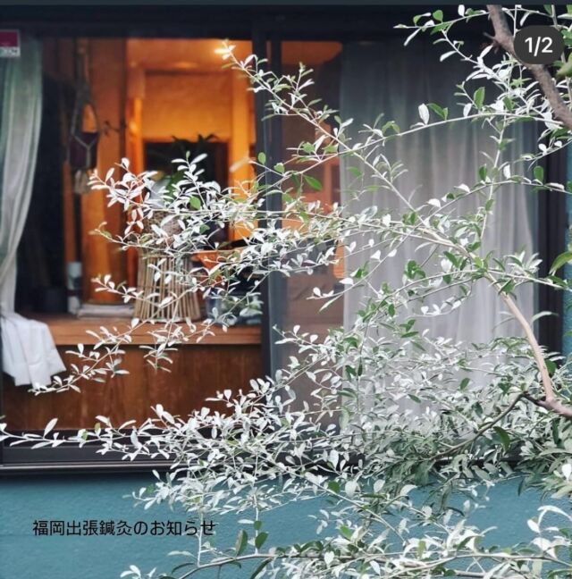 .  ありがたいことに6名様お集まりいただきまして、
福岡市で第三弾出張鍼灸施術させていただきます🪡  あと1枠ほどお席がご用意できますので、ご興味
ある方がいらっしゃいましたら、ＤＭまたはプロ
フィール欄にあります公式LINからお気軽にお問　合せお申込みどうぞ📩  【日時】5月4日（土）　11時〜
（所用時間2時間程度）  【場所】西新商店街近く。小さな丘の上にある緑
に囲まれた古民家🏡  全身整体鍼灸 通常50分7000円と
美容鍼オプション通常40分8000円
初診料2000円の合計90分 17000円 
のところ初診料サービスの15000円と
させていただきます😌  施術の流れ☟  舌診、脈診、腹診など丁寧に問診
を行い、お身体の状態を把握させ
ていただきます。  　　　　　　　↓  頭からつま先までの整体で更に
お身体の状態を把握した上で、
必要な箇所に鍼灸を行います。  　　　　　　　↓  お身体がしっかり緩んだ状態で、
お顔と頭皮の必要な箇所へ鍼をさせ
ていただきます（お化粧をしたまま
で大丈夫です👌）  　　　　　　　↓  お身体スッキリ✨お顔ピカピカ✨  お身体はガチガチの状態で鍼を
受けるより、先に整体である程度
筋肉がほぐれた状態で受けていた
だく方が緩み方が早いのと、施術
後の持ちも違ってくると考えます。
対処療法ではなく、不調の原因を
探りながら、全身で調整していく。  ご自身が本来お持ちの自然な身体の
状態に戻るお手伝いをさせていただ
きます😌  美容鍼は血流が上がることでお肌
のハリ、シミ、皺、むくみ、くすみ
などに効果が期待できるとされて
います✨  お身体が緩んだ状態ですので、お顔
への血流も更にアップされ、相乗
効果も期待できますよ🫶  美容面でも嬉しい効果がある美容鍼
ですが、私がお顔や頭への鍼をお勧め
したい一番の理由は☟  ズバリ❗️乱れがちな自律神経に良い
働きを与えるということです☝🏼  気づかないうちにお顔や頭は意外と
凝っています。ある部分を重点的に
緩めることによって自律神経に伴う
不快な症状、睡眠やメンタルにも
良い影響を与えます🤭  自然に囲まれた場所で、ゆったりと
お身体丸ごとメンテナンスしませんか✨  上記コース3名さまから出張承ります。
（交通費は別途ご負担となります🙏）  #女性鍼灸師
#広島鍼灸
#女性専用鍼灸院
#鍼灸院 花鳥風月
#心身一如
#自律神経鍼灸
#整体鍼灸
#不調に気づく
#全身丸ごとメンテナンス
#陰陽五行論
#健康美
#メンタル鍼灸
#睡眠鍼灸
#身体と心はつながっている
#巡る身体づくり
#更年期症状
#女性のための鍼灸
#福岡鍼灸
#出張鍼灸
#出張届提出済み
#薬膳アドバイザー
#薬膳インストラクター
#腸もみマッサージ
#ヘッドマッサージ
#按腹マッサージ
#ご機嫌な日常を
#巡りの良い身体へ
#広島ヨガインストラクター
#元実業団選手
#アラフィフ女性鍼灸
