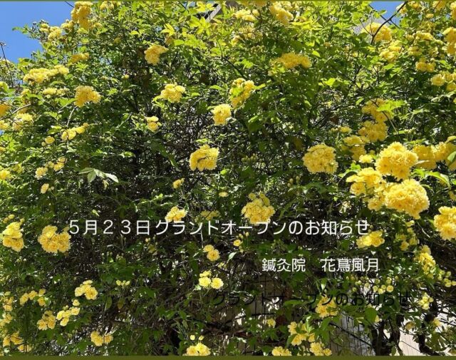 .  ５月の満月をフラワームーンというそうです🌸  フラワームーンというネーミングに勝手に親和性を
感じ、鍼灸院 花鳥風月のグランドオープンを5月の
満月である5月23日（木）にしたいと思います🌕  グランドオープンを記念致しまして、初めてご来院
いただく方を対象に5月1日〜6月30日までの期間、初診料2000円をなしとさせていただきます🤲  ご予約はネット、または公式LINEかInstagramの
DMからどうぞ😌メニューはなるべく分かりやすいよう予約サイトを随時整理しております。お時間、
料金、施術の中身などは予約サイトのメニューを
クリックしてご覧くださいませ📖  予約サイトはプロフィール欄にあります花鳥風月の
HPの一番下「予約する」ボタンをクリックすると
遷移します🙇🏻‍♀️  【場所】　　　広島市中区西川口町3-12-2
【営業日時】　月水木金　10〜16時
　　　　　　土祝日　　９〜18時
【駐車場】　　1台あり🚗（無料）  #女性鍼灸師
#鍼灸院 花鳥風月
#グランドオープン
#オープニングキャンペーン
#フラワームーン
#経絡マッサージ
#女性専用鍼灸院
#隠れ家一軒家サロン
#駐車場あり
#広島鍼灸
#自律神経鍼灸
#整体鍼灸
#不調に気づく
#瘀血対策
#身体と心はつながっている
#心身一如
#巡る身体づくり
#更年期症状
#月経前症候群
#PMS
#うつ
#広島更年期鍼灸
#冷え対策
#不眠鍼灸
#坐骨神経痛
#肩こり鍼灸
#腰痛鍼灸
#妊活鍼灸
#スカルプ鍼灸
#PayPayお使いいただけます